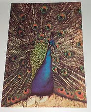 Alte blauer pfau gebraucht kaufen  Haßmersheim
