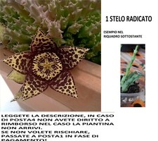 Singolo stelo pianta usato  Giugliano in Campania