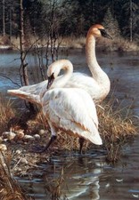 White elegance carl for sale  Loogootee
