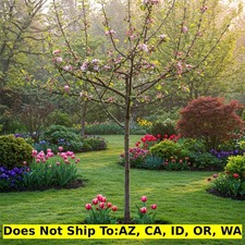 Pink lady apple for sale  Fort Mill