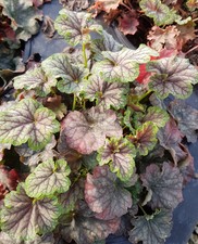 Heuchera micrantha emerald d'occasion  Mont-près-Chambord