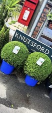 Evergreen buxus balls for sale  ALDERLEY EDGE