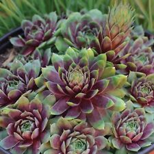 Sempervivum houseleek plant for sale  LONDON