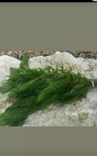 Hornwort pond weed for sale  NOTTINGHAM