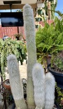 Silver torch cactus for sale  Covina