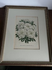 Vintage print illustration for sale Vintage print illustration for sale  HONITON