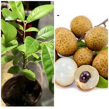 Cup longan live for sale  Sarasota