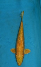 Orenj ogon koi for sale  Estill
