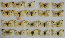 taxidermy insects for sale  PERSHORE