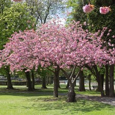 Prunus accolade pink for sale  SOUTHAMPTON
