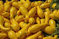 Yellow squash fresh for sale  Manvel