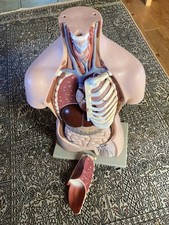 anatomisches modell gebraucht kaufen anatomisches modell gebraucht kaufen Waldershof