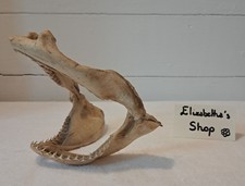 Véritable mâchoire requin d'occasion  Louvigné-du-Désert