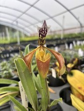 Paph. gratrixianum for sale  Volcano