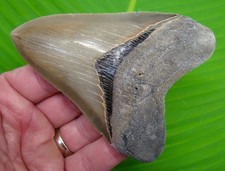 4.35 megalodon shark for sale  Bradenton