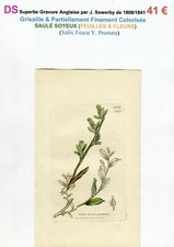 XIX ème - SAULE SOYEUX (Salix Fusca Y. Prostata) Feuilles & Fleurs - 1808/1841 comprar usado  Enviando para Brazil