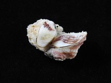Concha do mar Chama crenulata 43,4 mm ID#9104, usado comprar usado  Enviando para Brazil