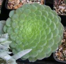 Aeonium tabuliforme d'occasion  Marseille X