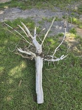 Single drift wood for sale  Russellville