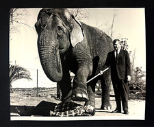 Usado, 1960s Circo Elefante Truque Caminhando Sobre Homem Treinamento Foto Vintage Imprensa comprar usado  Enviando para Brazil