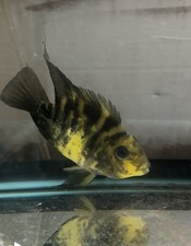 Yellow tiger parrotfish for sale  Apex