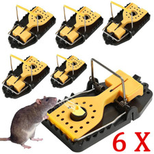 Large rat catching for sale  NORTHAMPTON