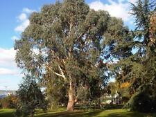 Eucalyptus dalrympleana mounta for sale  Walterboro