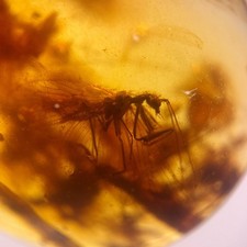 amber fossils for sale amber fossils for sale GILLINGHAM