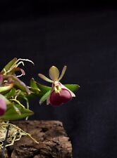 Epidendrum porpax orchidea usato  Spedire a Italy