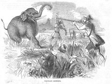 Hunting elephant shooting for sale  GLASGOW