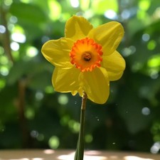 Daffodil red devon for sale  GLASGOW