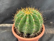 Ferocactus schwarzii giardino usato  Massafra