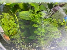 Limnophila sessiflora 6 usato Limnophila sessiflora 6 usato  Cuneo