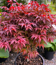 Acer palmatum rhode for sale  Garden City