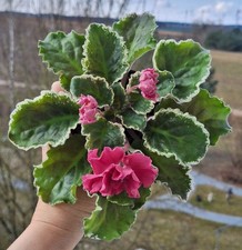 Usambaraveilchen african viole gebraucht kaufen  Wittstock/Dosse