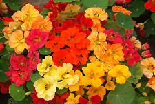Whirlybird mix nasturtium for sale  FERRYHILL