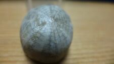 Geological enterprises cretace for sale  Ardmore