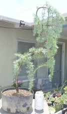 Weeping blue atlas for sale  Rosemead