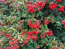 60cm bare root for sale 60cm bare root for sale  MAIDSTONE