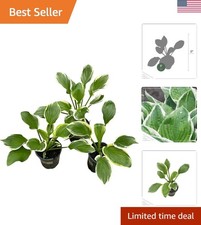 Pack live hosta for sale  Beverly Hills