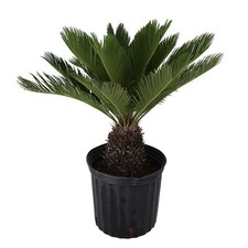 Sago palm live for sale  Brentwood