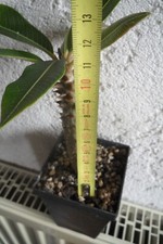 Pachypodium baronii sukkulente gebraucht kaufen  Einhausen