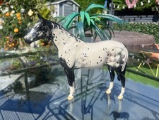 Beswick appaloosa stallion for sale  BRADFORD