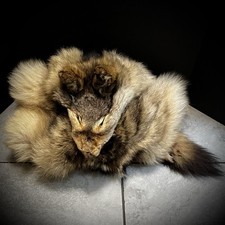 Vintage tanned wolf for sale  Minneapolis