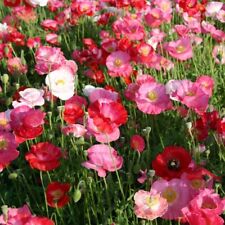 Oriental poppy papaver for sale  READING