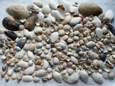 Muscheln zum basteln gebraucht kaufen  Wiesbaden