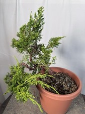 juniper bonsai for sale juniper bonsai for sale Arlington