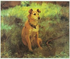 Trust study terrier for sale  BARNSLEY