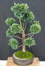 Silver cypress bonsai for sale  Patchogue