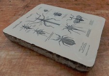 Lithographiestein insekten ger gebraucht kaufen  Deutschland